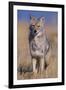 Coyote-DLILLC-Framed Premium Photographic Print