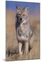 Coyote-DLILLC-Mounted Premium Photographic Print