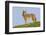 Coyote-Hal Beral-Framed Premium Photographic Print