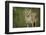 Coyote-DLILLC-Framed Premium Photographic Print