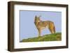 Coyote-Hal Beral-Framed Photographic Print