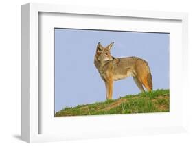 Coyote-Hal Beral-Framed Photographic Print