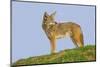 Coyote-Hal Beral-Mounted Photographic Print