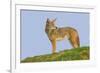 Coyote-Hal Beral-Framed Photographic Print