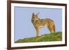 Coyote-Hal Beral-Framed Photographic Print