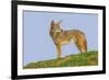 Coyote-Hal Beral-Framed Photographic Print