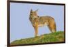 Coyote-Hal Beral-Framed Photographic Print