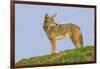 Coyote-Hal Beral-Framed Photographic Print