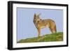 Coyote-Hal Beral-Framed Photographic Print