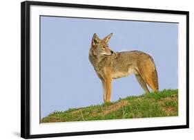 Coyote-Hal Beral-Framed Photographic Print