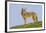 Coyote-Hal Beral-Framed Photographic Print