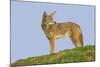 Coyote-Hal Beral-Mounted Photographic Print