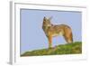 Coyote-Hal Beral-Framed Photographic Print