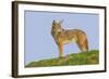 Coyote-Hal Beral-Framed Photographic Print