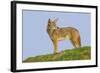 Coyote-Hal Beral-Framed Photographic Print