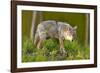 Coyote-W. Perry Conway-Framed Photographic Print