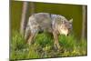 Coyote-W. Perry Conway-Mounted Photographic Print