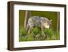 Coyote-W. Perry Conway-Framed Photographic Print