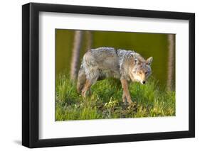 Coyote-W. Perry Conway-Framed Photographic Print