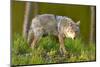Coyote-W. Perry Conway-Mounted Photographic Print