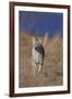 Coyote-DLILLC-Framed Photographic Print