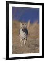 Coyote-DLILLC-Framed Photographic Print