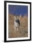 Coyote-DLILLC-Framed Photographic Print