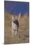 Coyote-DLILLC-Mounted Photographic Print