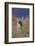 Coyote-DLILLC-Framed Photographic Print