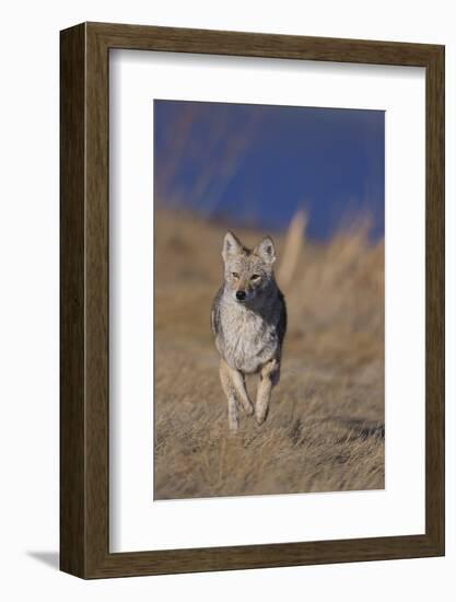 Coyote-DLILLC-Framed Photographic Print