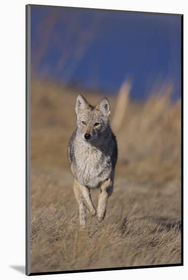 Coyote-DLILLC-Mounted Photographic Print