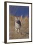 Coyote-DLILLC-Framed Photographic Print