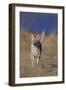 Coyote-DLILLC-Framed Photographic Print