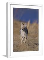 Coyote-DLILLC-Framed Photographic Print