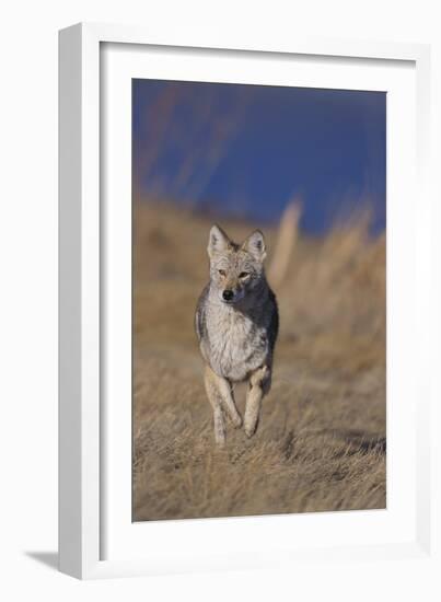 Coyote-DLILLC-Framed Photographic Print