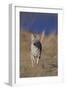 Coyote-DLILLC-Framed Photographic Print