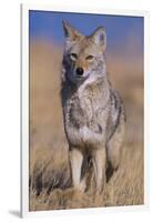 Coyote-DLILLC-Framed Photographic Print