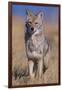 Coyote-DLILLC-Framed Photographic Print