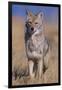 Coyote-DLILLC-Framed Photographic Print