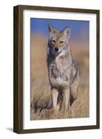 Coyote-DLILLC-Framed Photographic Print