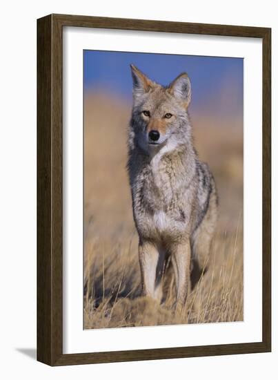 Coyote-DLILLC-Framed Photographic Print