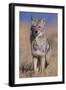 Coyote-DLILLC-Framed Photographic Print