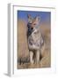 Coyote-DLILLC-Framed Photographic Print