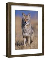 Coyote-DLILLC-Framed Photographic Print