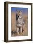 Coyote-DLILLC-Framed Photographic Print