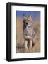 Coyote-DLILLC-Framed Photographic Print