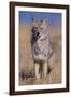 Coyote-DLILLC-Framed Photographic Print