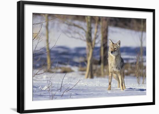 Coyote-DLILLC-Framed Photographic Print