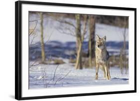 Coyote-DLILLC-Framed Photographic Print