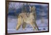 Coyote-DLILLC-Framed Photographic Print